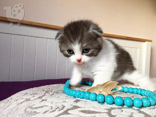 Το εντυπωσιακό Scottish Fold Tica Kitten Ready